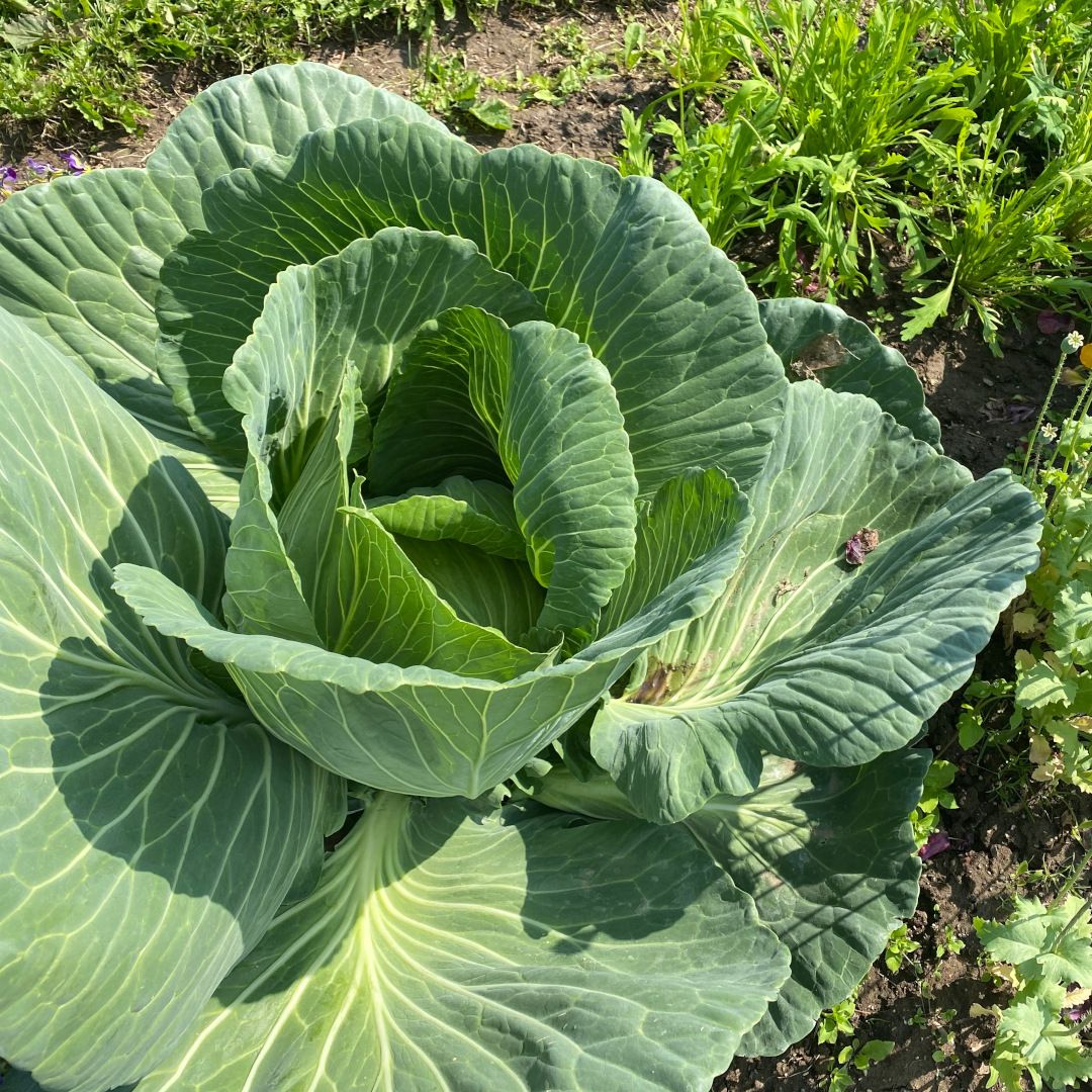 a large head of green cabbage