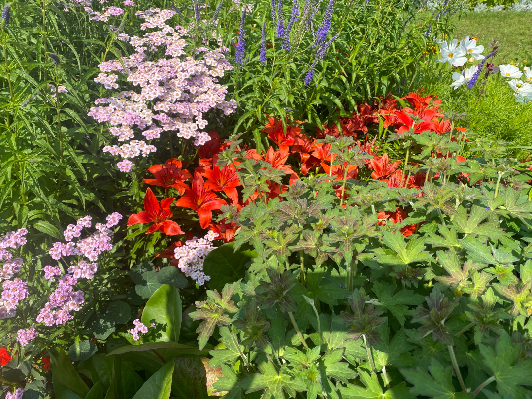 a garden bed with a mix of pink, purple, and red flowers