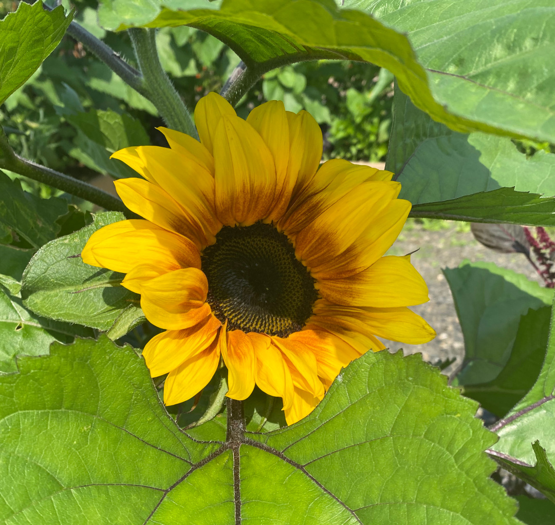 yellow sunflower bloom