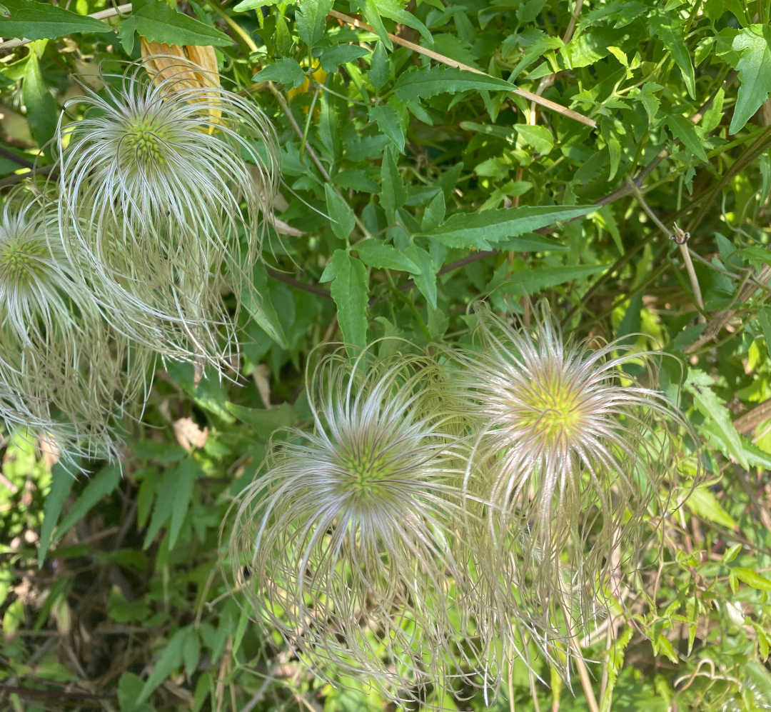 plant seed heads in the garden