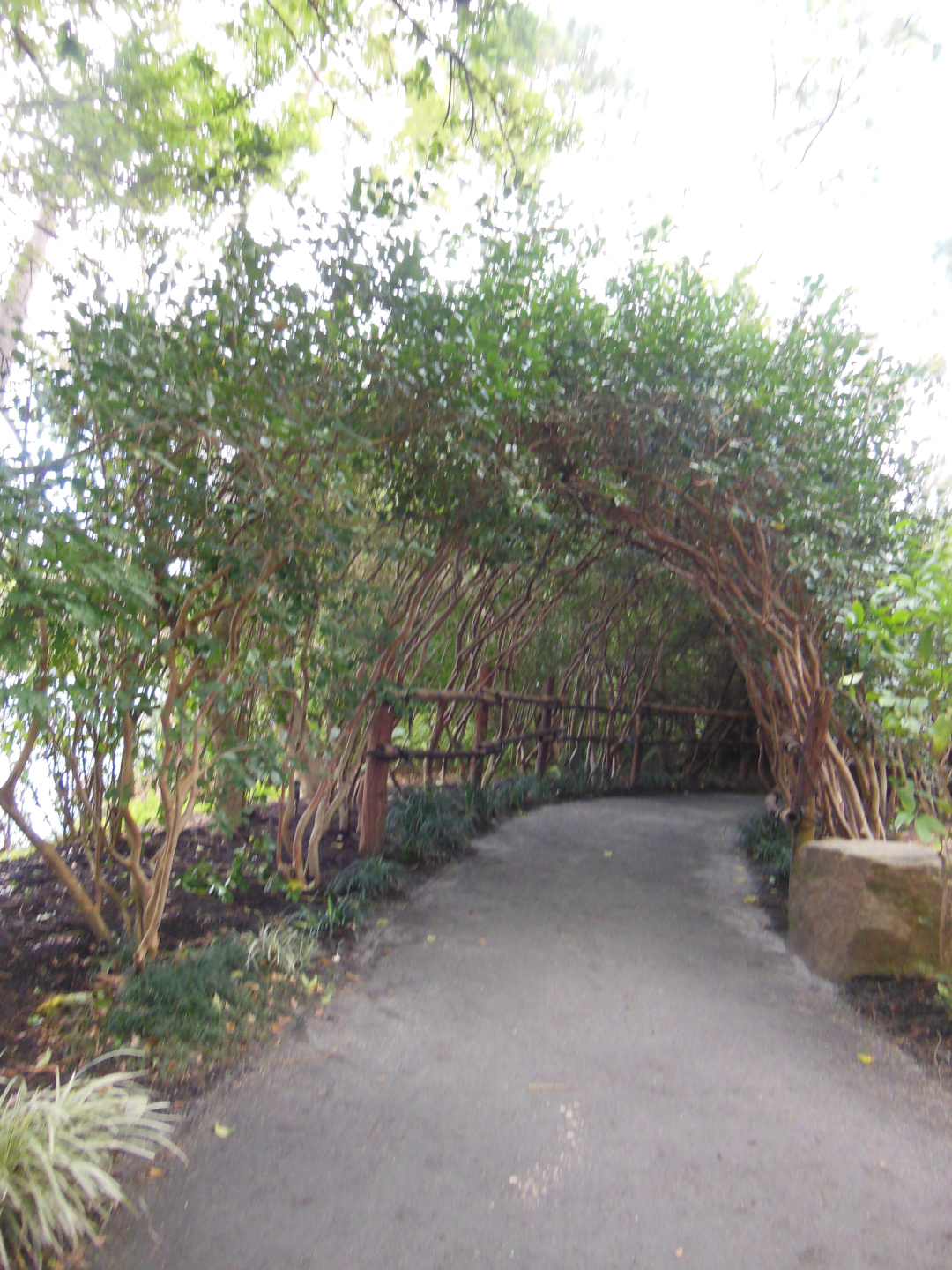 tunnel created by plants