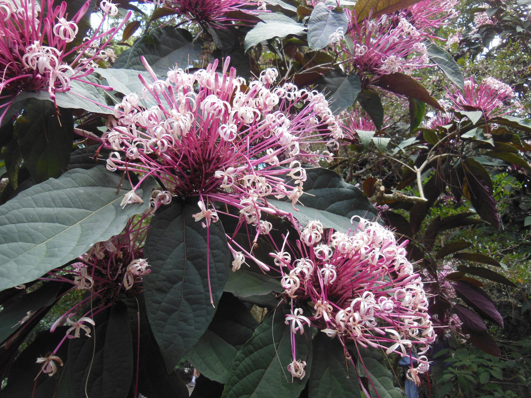 large white and pink flowers