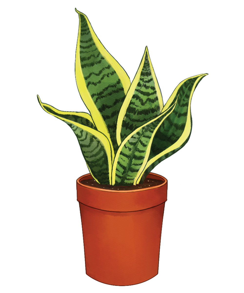 Snake Plant in Purple Pot Watercolor (Sold, Print Only) - NEMAA