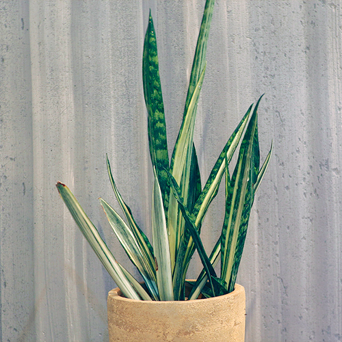 succulents zebra Haworthia fasciata Zebra Succulent Plant Kokedama main image 1
