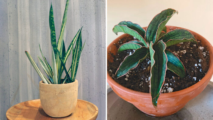 snake plants indoors