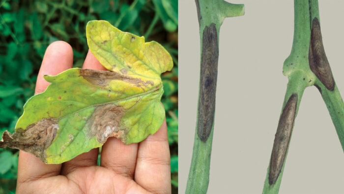 Keep a watchful eye out for early blight symptoms. This common disease spreads rapidly on leaves (left), petioles, and stems (above) and presents as yellowing tissue and brown lesions that expand to form target-like patterns.