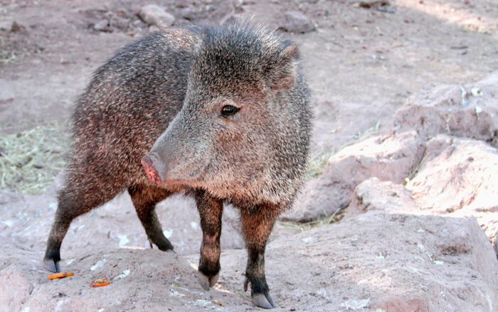 Javelina