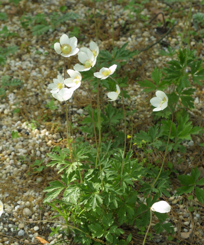 shade loving perennial