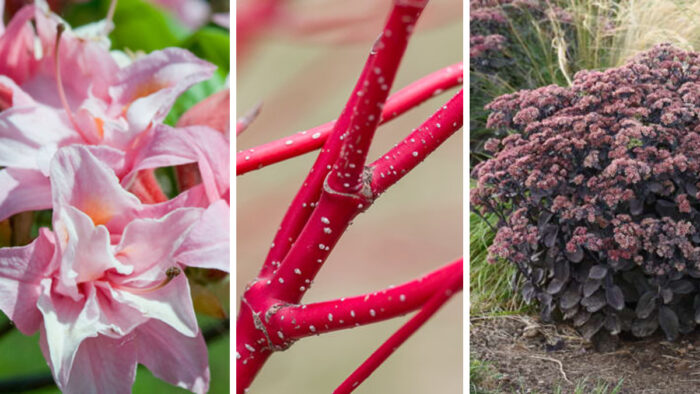 plants in shades of red