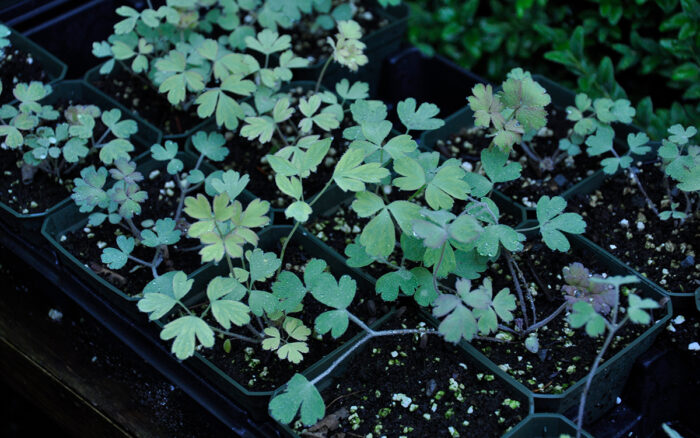 perennial seedlings