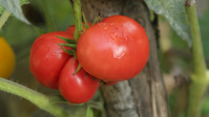 Bradywine Tomato