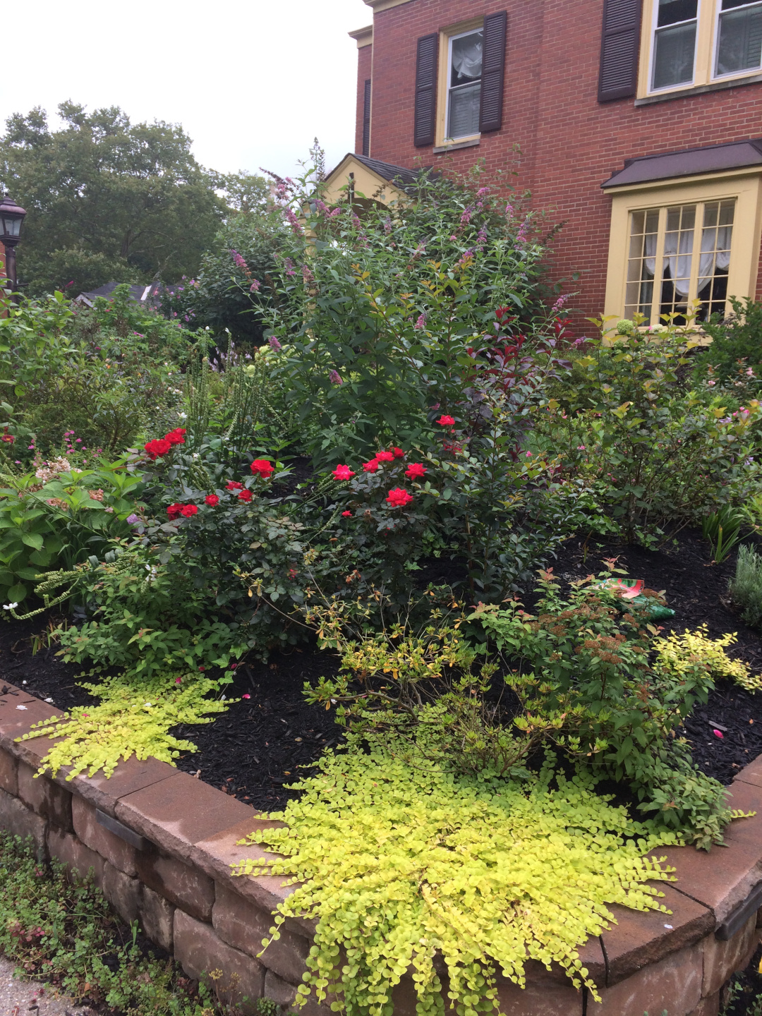 front yard garden bed full of shrubs and colorful foliage