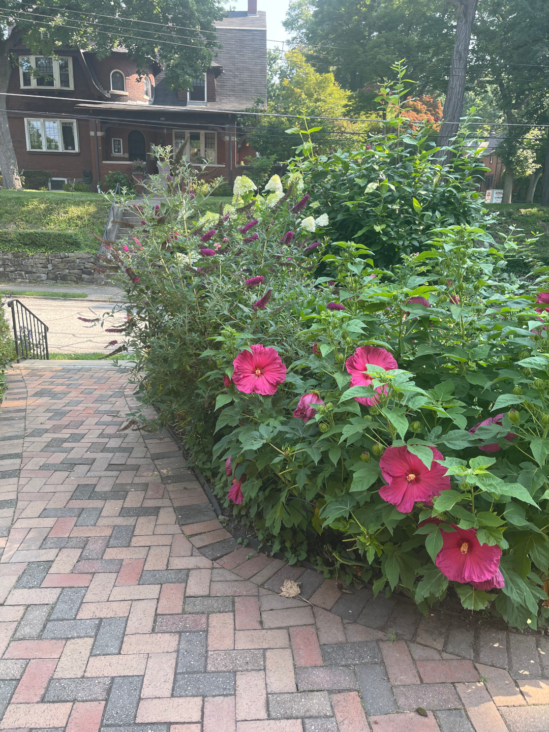 garden path lined with flowering shrubs