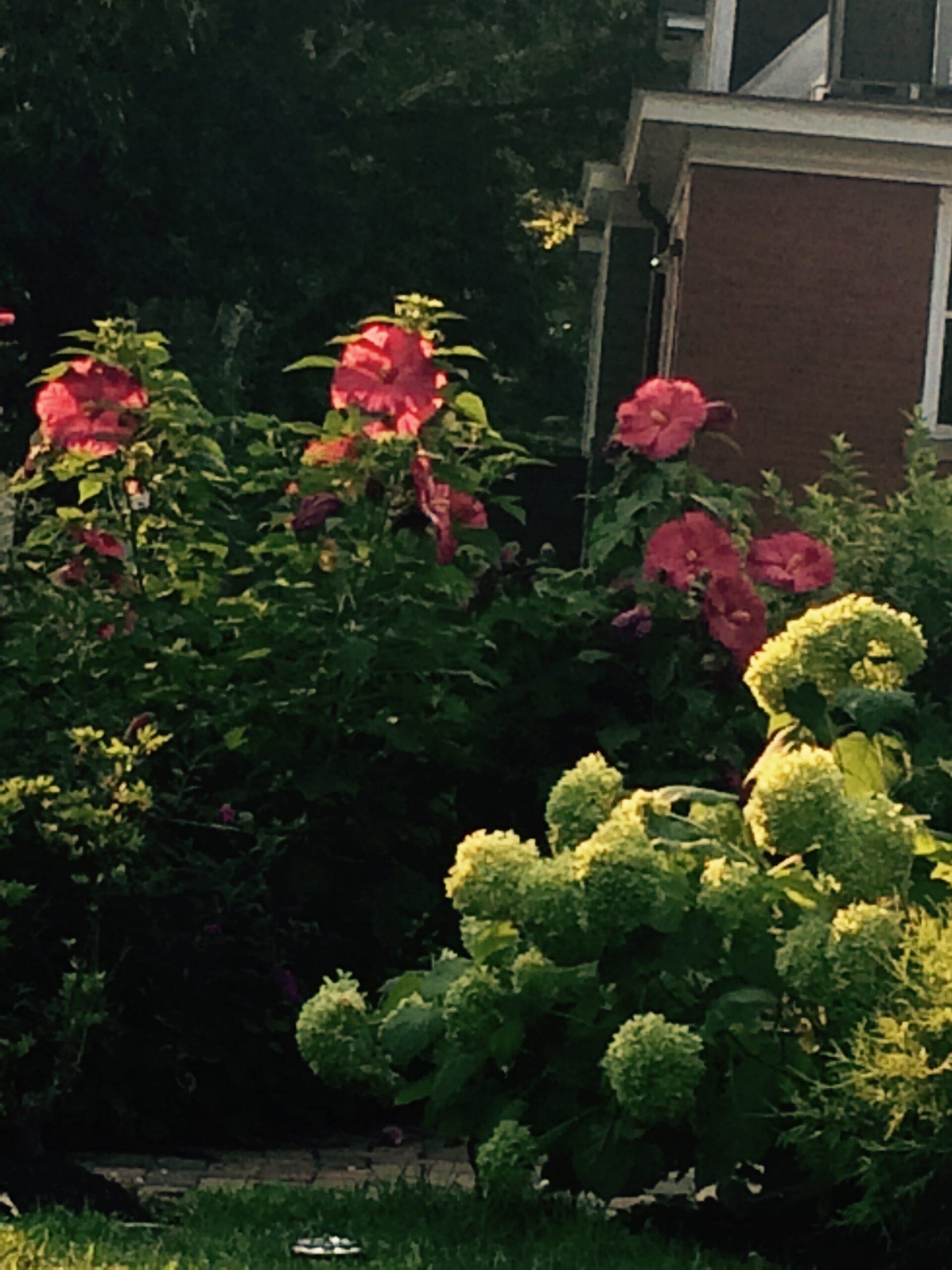 large flowering shrubs