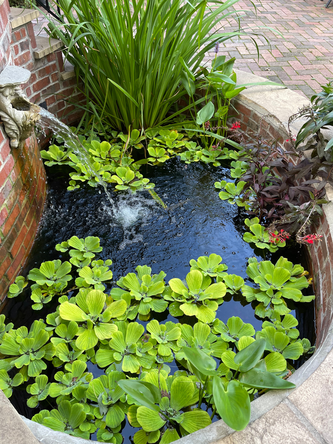 small garden water feature with plants