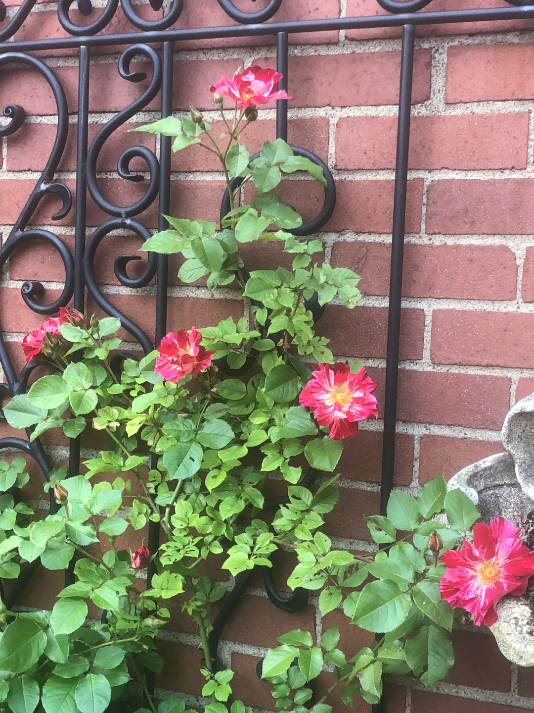 climbing rose with pink flowers growing up a wall