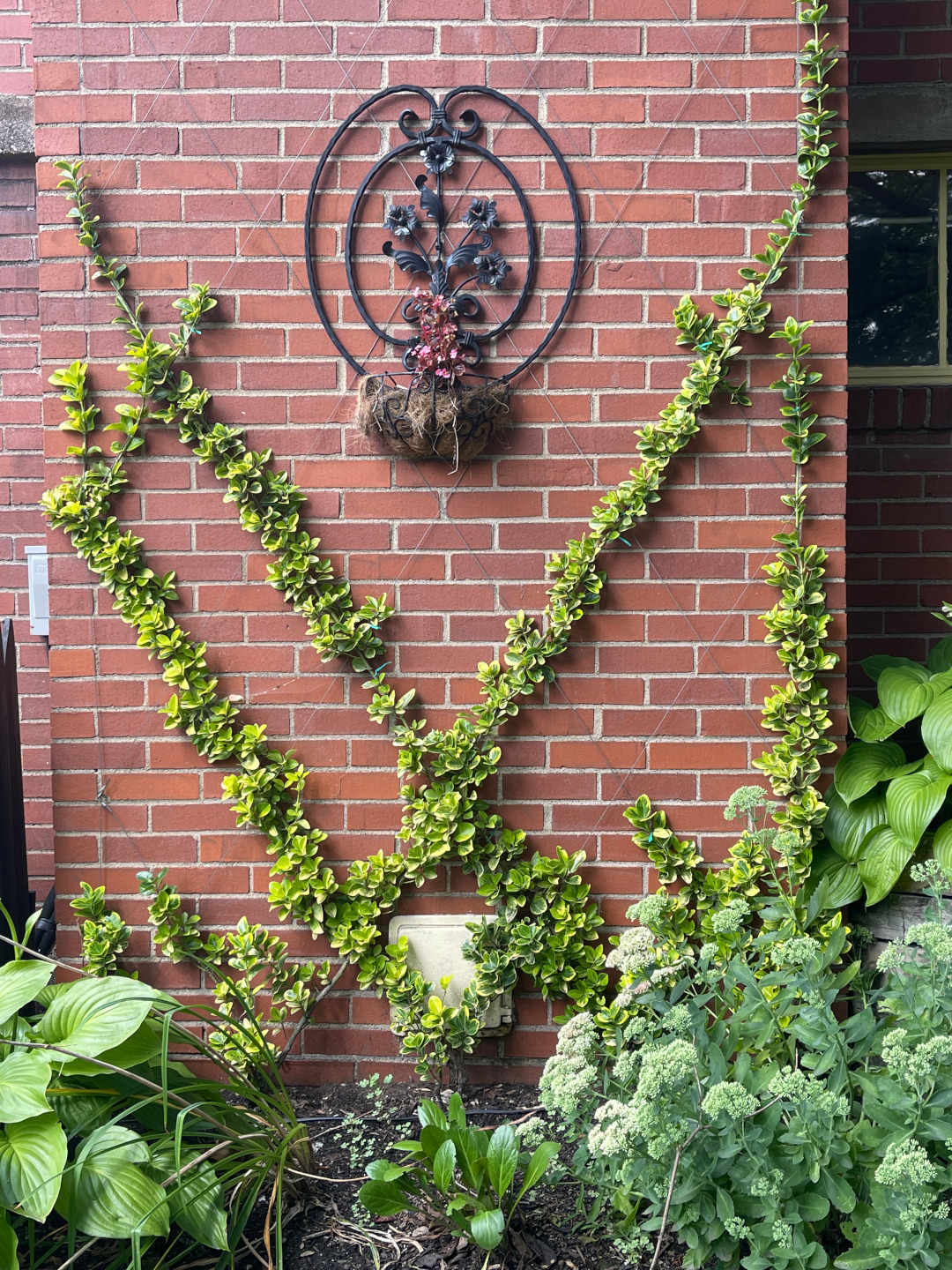 foliage plant growing up a brick wall