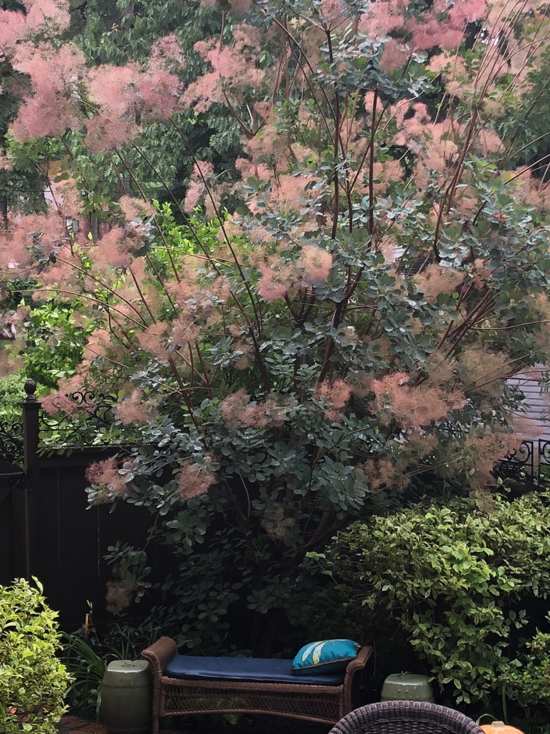 a large shrub covered in seed heads behind a garden bench