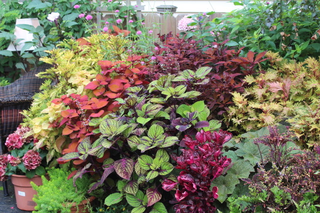 a large group of containers full of colorful foliage plants