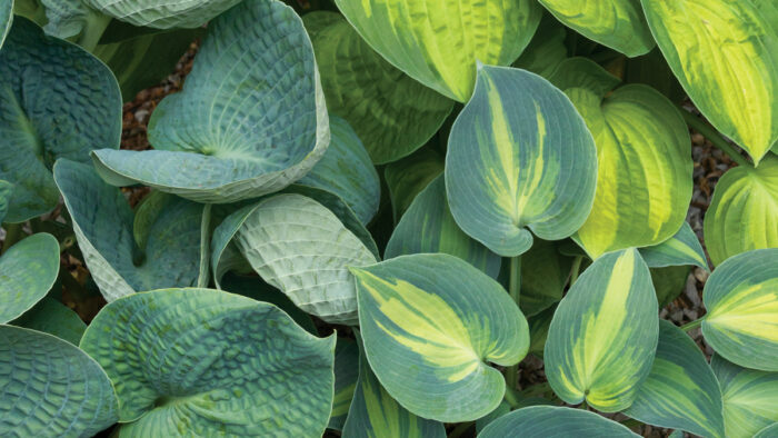 Make Way for Hostas