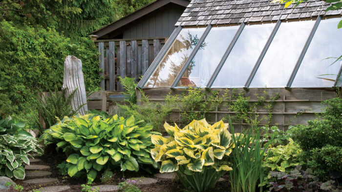 These hostas are the stars of the show