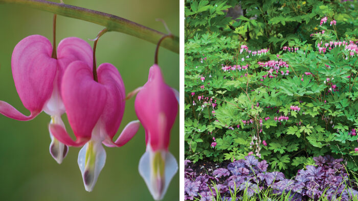 Bleeding Hearts for Everyone