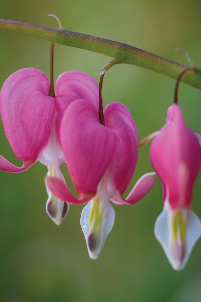 Bleeding Hearts for Everyone - Fine Gardening