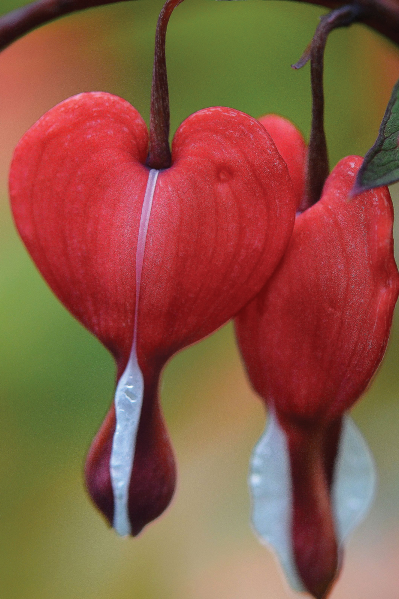 blue bleeding heart flower