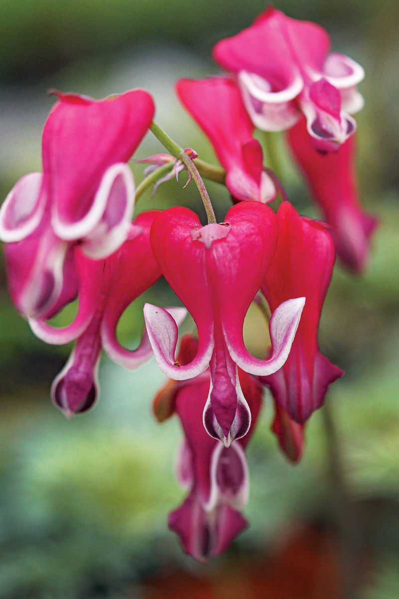 blue bleeding heart flower