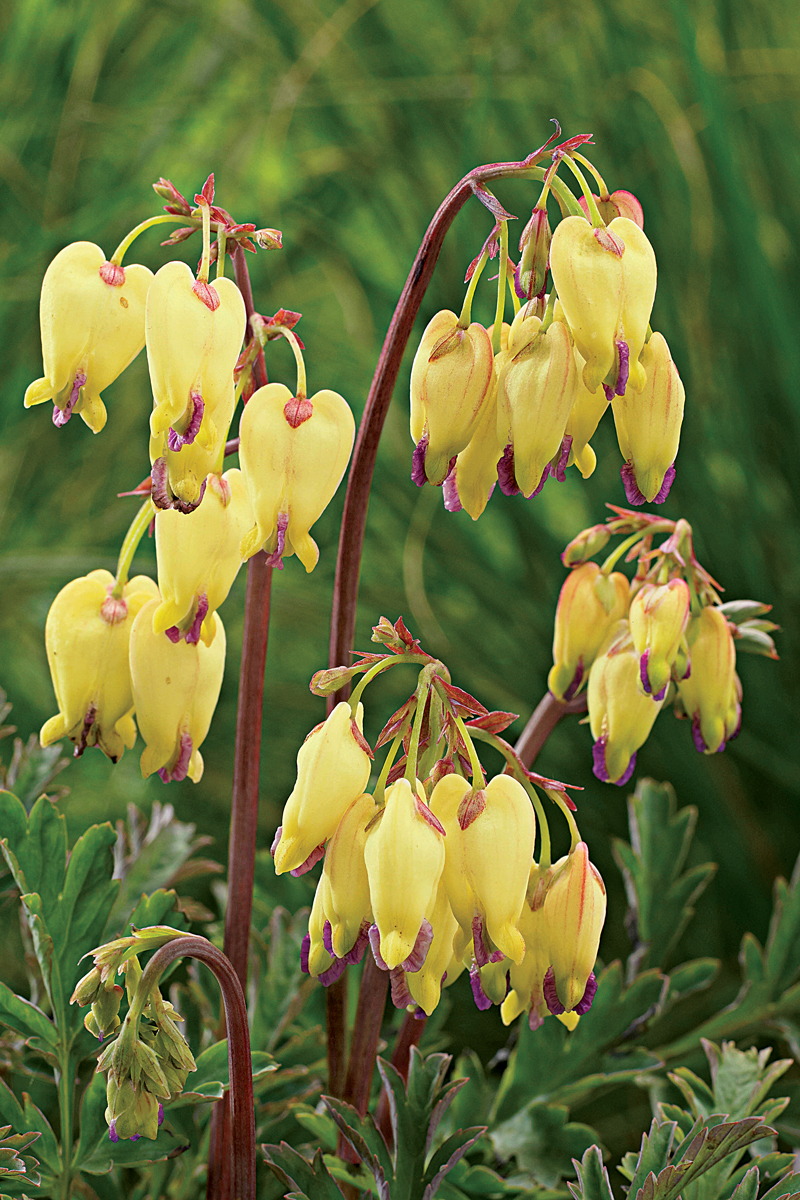 Bleeding Hearts for Everyone - FineGardening