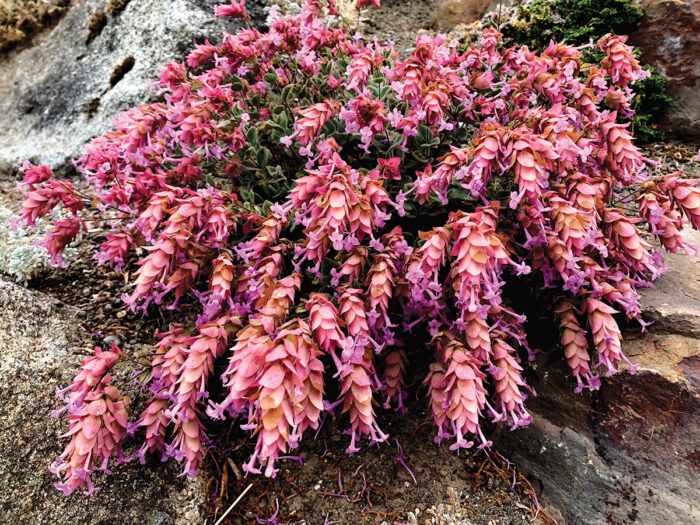 Amethyst Falls ornamental oregano