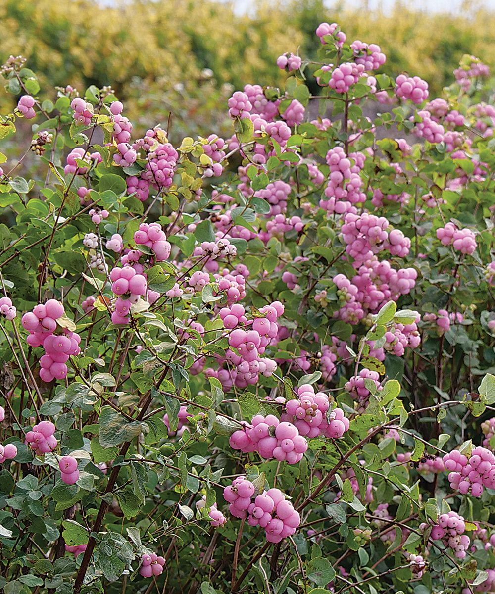 PROUD BERRY® Coralberry