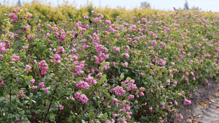 Proud Berry Coralberry