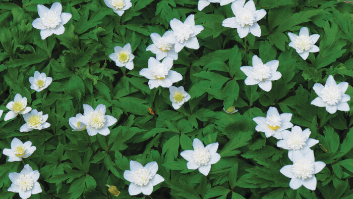 Vestal Wood Anemone