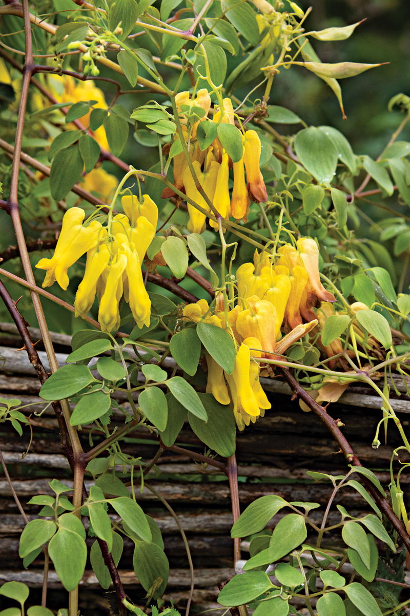 yellow bleeding heart flower