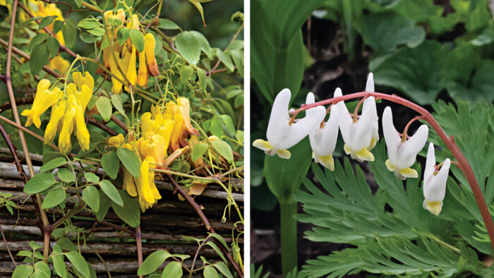 Oddball Cousins of Bleeding Hearts