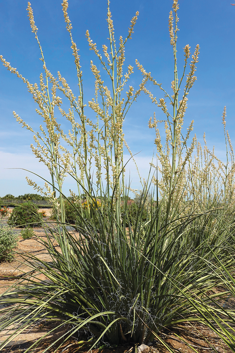 Plants for the Southwest to Add to Your Shopping List - FineGardening