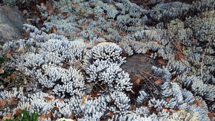 Wright’s buckwheat 