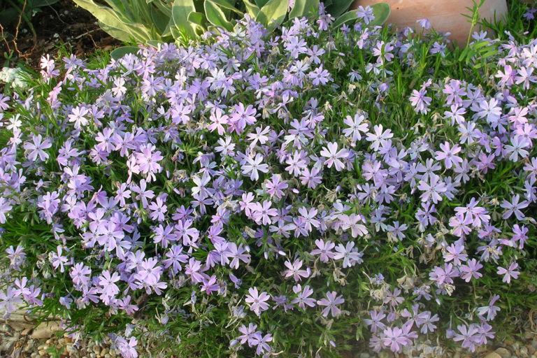 Early-Flowering Perennials for the South - Fine Gardening