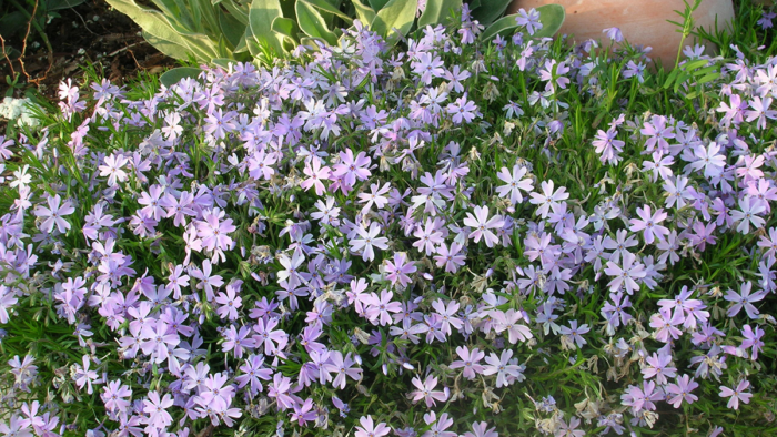 early-flowering perennials