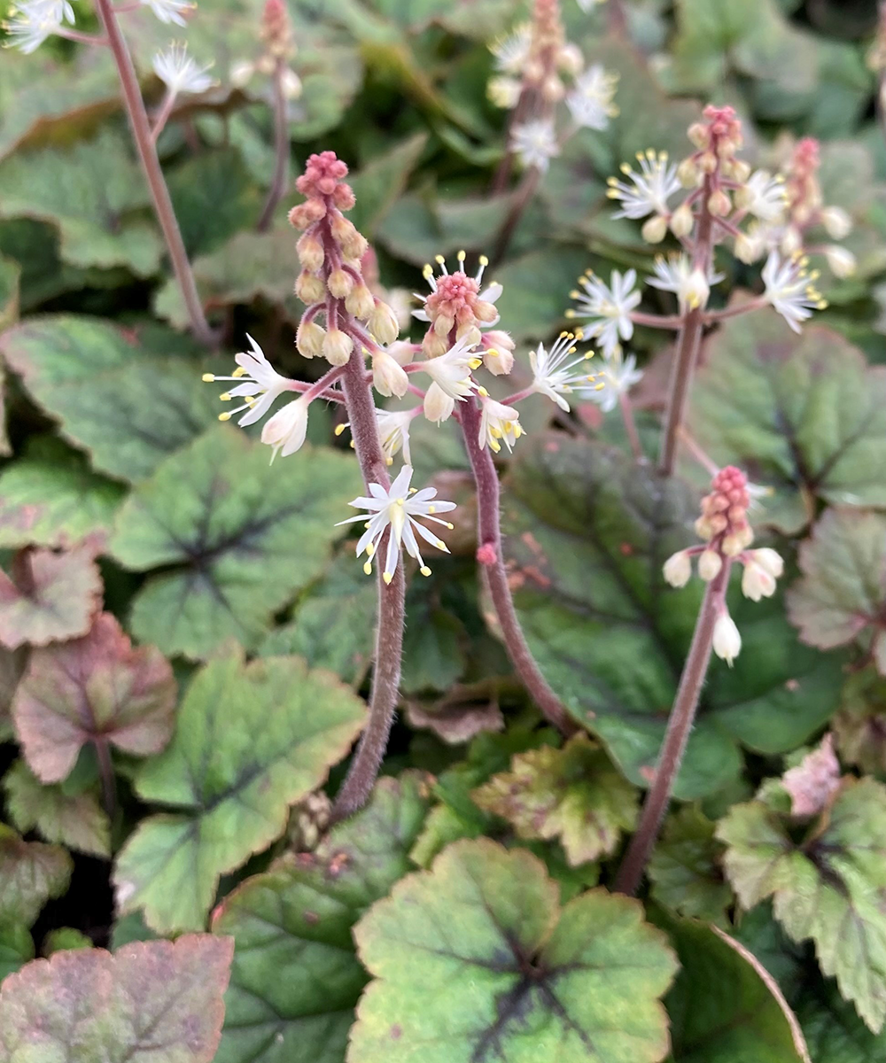 Gorgeous Flowering Shrubs to Plant in Early Spring