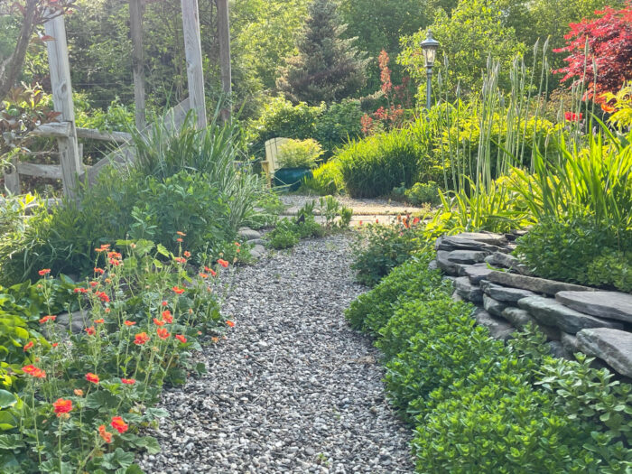 a gravel path in the garden with lots of plants on all sides