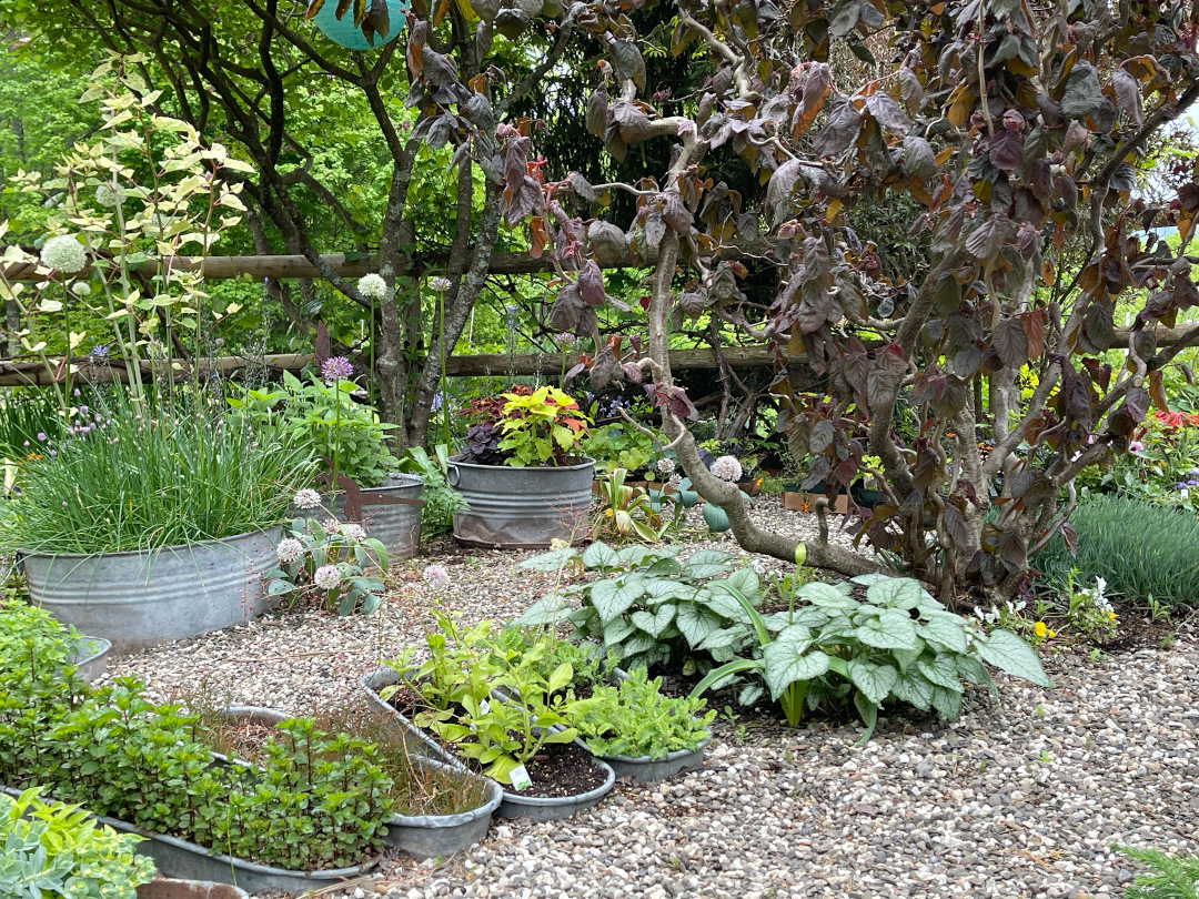 metal containers filed with various plants