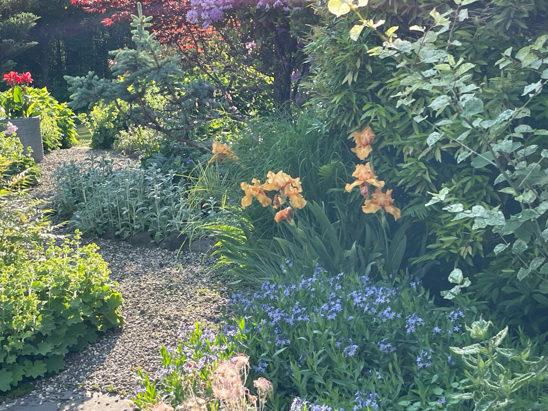 orange flowers in the garden