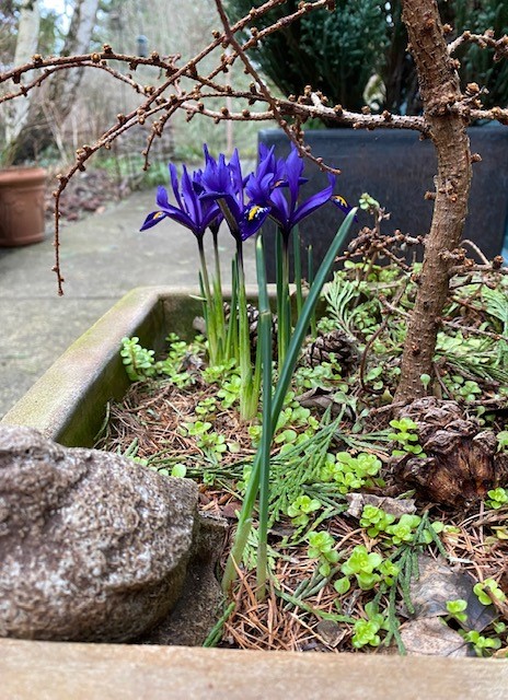 blue flowers in spring