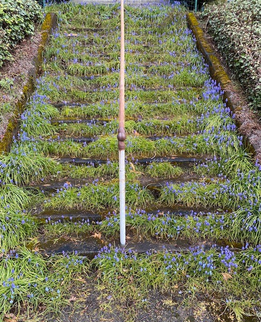 outdoor stairs covered in plants with tiny purple flowers