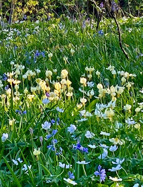 mass plantings of blue and yellow flowers