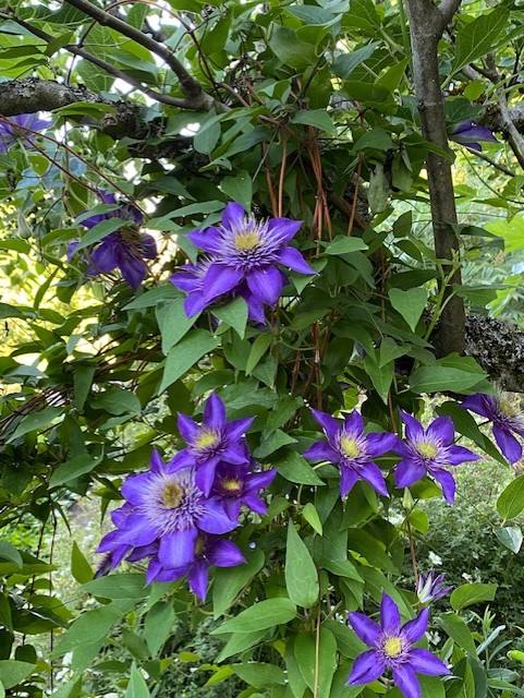 big purple flowers growing on a vine