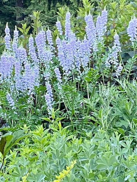 group of tall light blue flowers