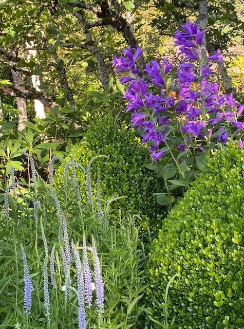 delicate light purple flowers growing next to larger bright purple flowers